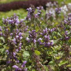 Hluchavka skvrnitá 'Anne Greenaway' - Lamium maculatum 'Anne Greenaway'