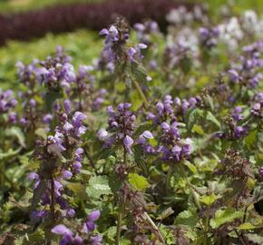 Hluchavka skvrnitá 'Anne Greenaway' - Lamium maculatum 'Anne Greenaway'