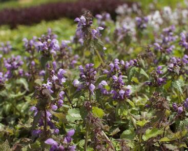 Hluchavka skvrnitá 'Anne Greenaway'