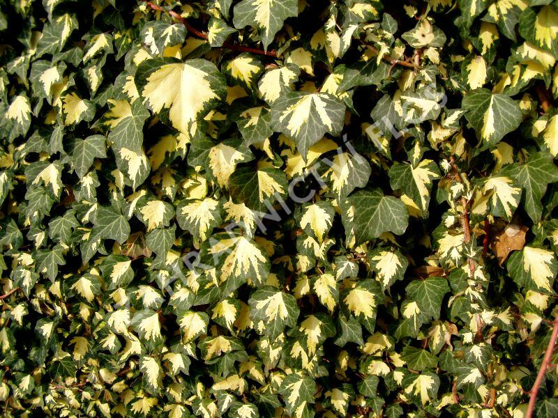 Břečťan popínavý 'Goldheart' - Hedera helix 'Goldheart'