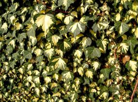Břečťan popínavý 'Goldheart' - Hedera helix 'Goldheart'