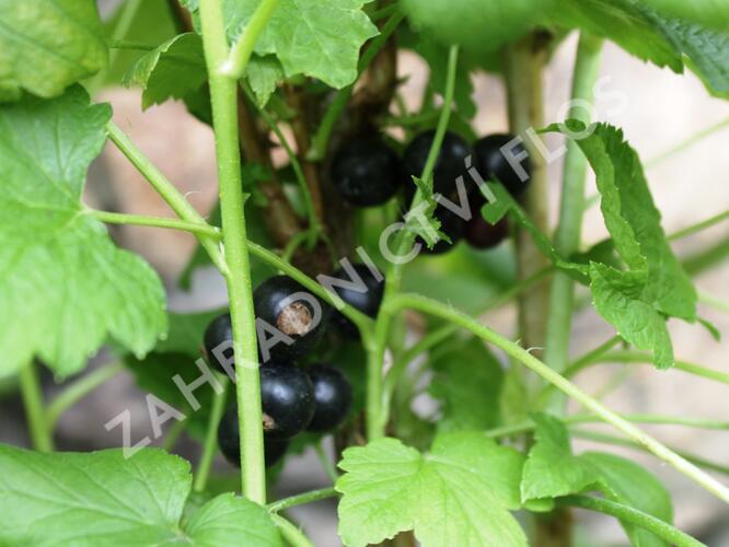 Rybíz černý 'Ben Hope' - Ribes nigrum 'Ben Hope'