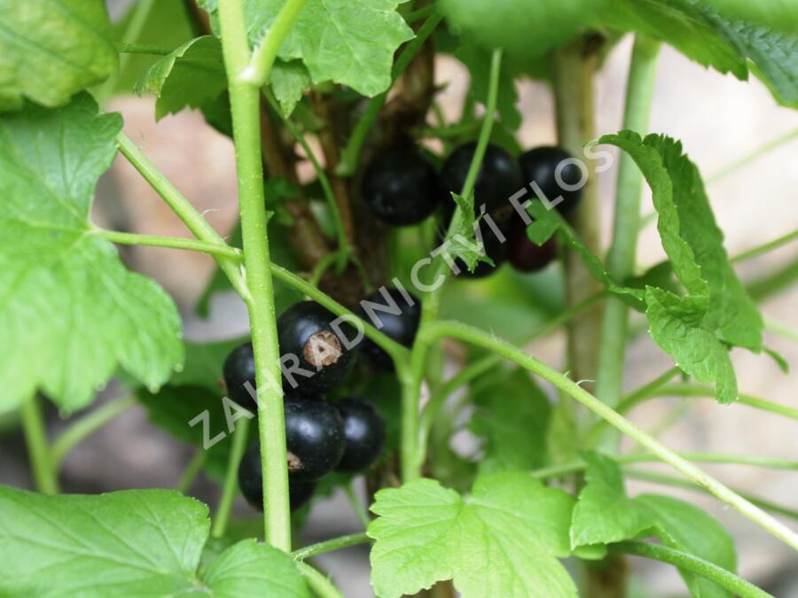 Rybíz černý 'Ben Hope' - Ribes nigrum 'Ben Hope'
