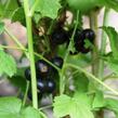 Rybíz černý 'Ben Hope' - Ribes nigrum 'Ben Hope'