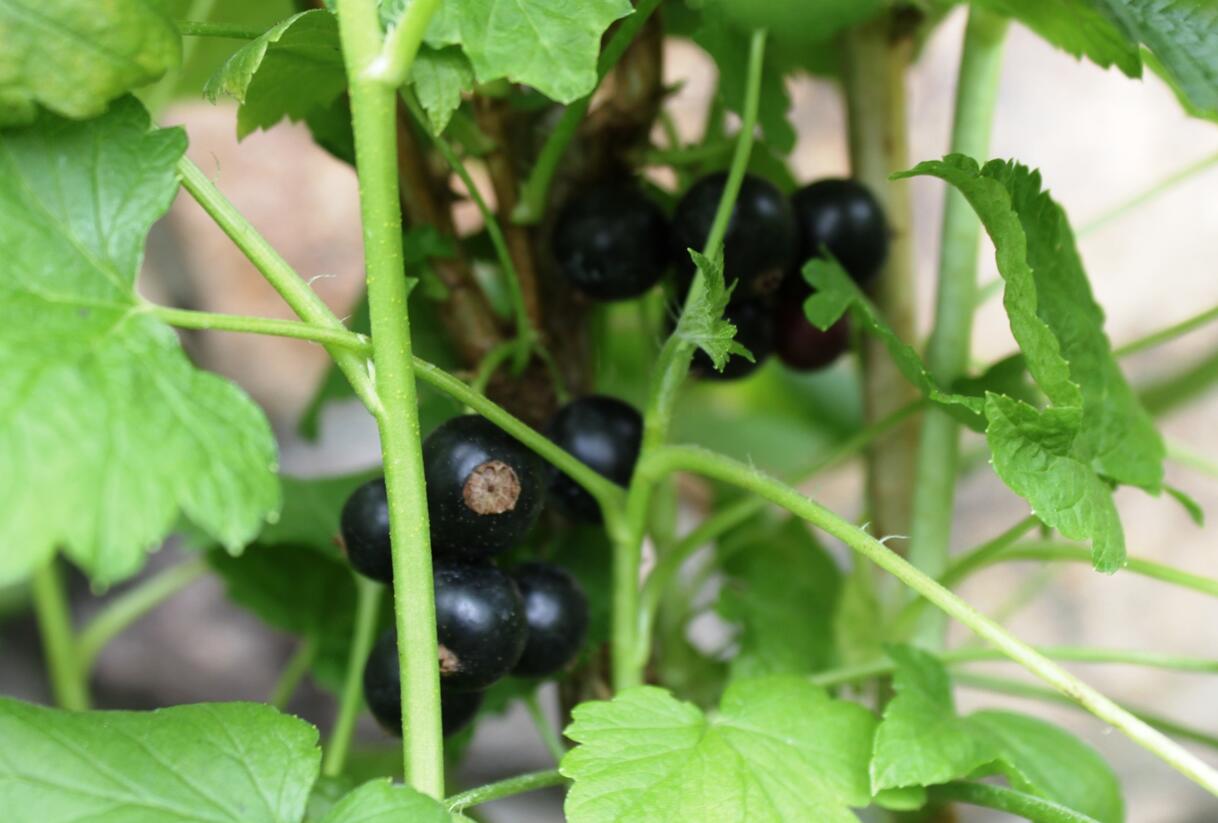 Rybíz černý 'Ben Hope' - Ribes nigrum 'Ben Hope'