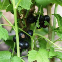 Rybíz černý 'Ben Hope' - Ribes nigrum 'Ben Hope'
