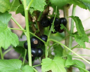 Rybíz černý 'Ben Hope'