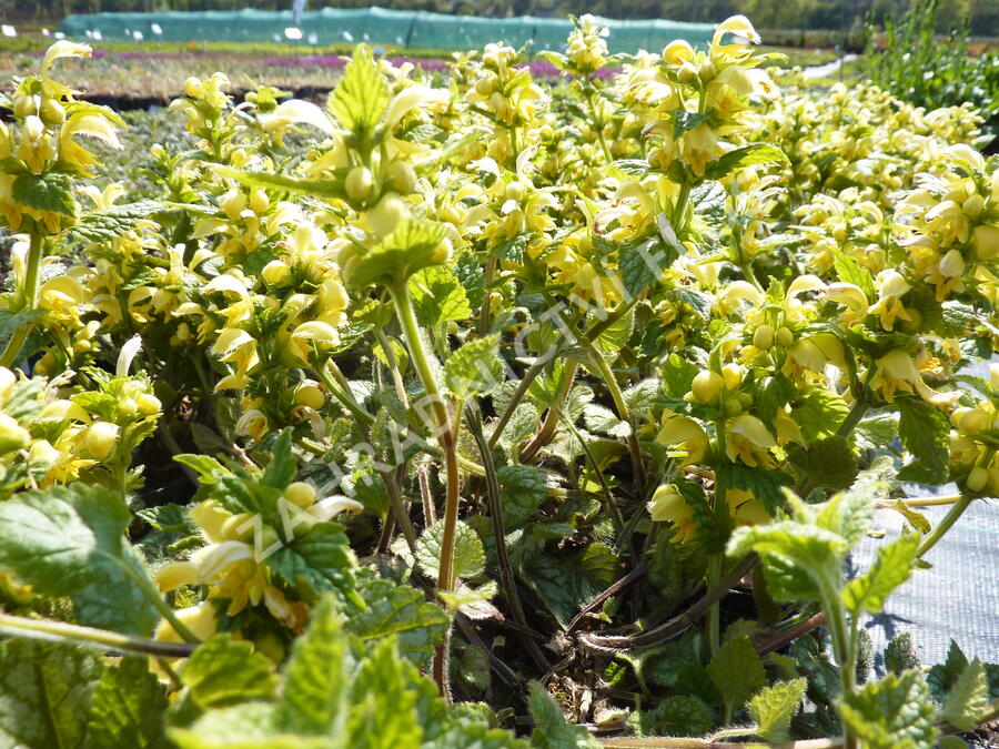 Pitulník žlutý 'Kirkcudbright Dwarf' - Lamiastrum galeobdolon 'Kirkcudbright Dwarf'