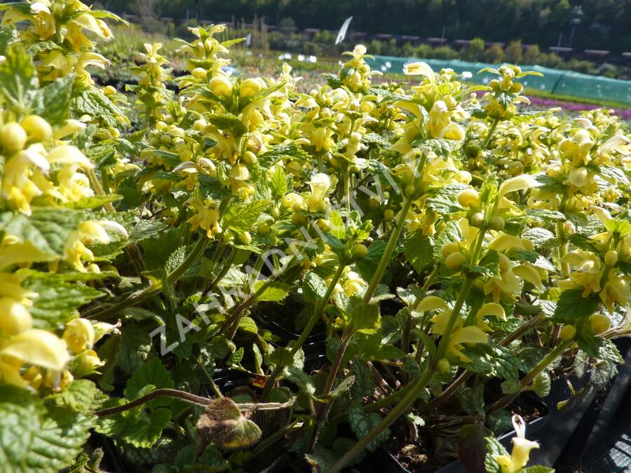 Pitulník žlutý 'Kirkcudbright Dwarf' - Lamiastrum galeobdolon 'Kirkcudbright Dwarf'