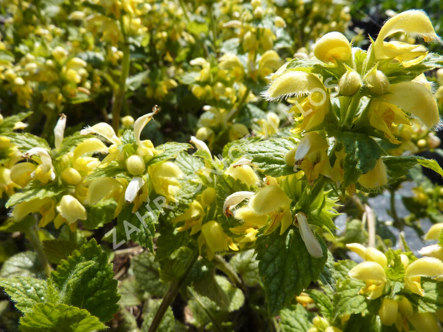 Pitulník žlutý 'Kirkcudbright Dwarf' - Lamiastrum galeobdolon 'Kirkcudbright Dwarf'
