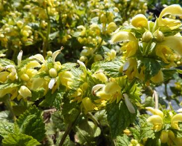 Pitulník žlutý 'Kirkcudbright Dwarf'