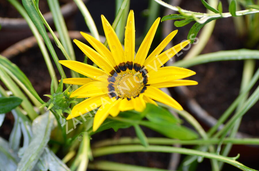 Gazánie zářivá 'Impressa Yellow with Ring' - Gazania rigens 'Impressa Yellow with Ring'