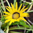 Gazánie zářivá 'Impressa Yellow with Ring' - Gazania rigens 'Impressa Yellow with Ring'