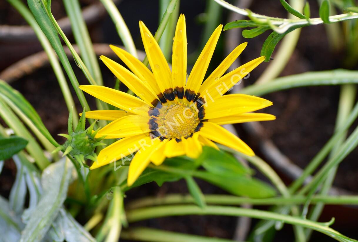 Gazánie zářivá 'Impressa Yellow with Ring' - Gazania rigens 'Impressa Yellow with Ring'