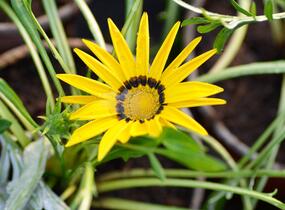 Gazánie zářivá 'Impressa Yellow with Ring' - Gazania rigens 'Impressa Yellow with Ring'