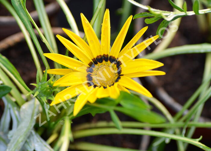 Gazánie zářivá 'Impressa Yellow with Ring' - Gazania rigens 'Impressa Yellow with Ring'