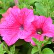 Petúnie 'Hot Pink' - Petunia hybrida Surfinia 'Hot Pink'