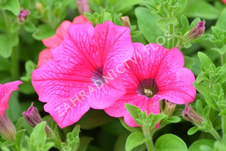 Petúnie, surfínie 'Hot Pink' - Petunia hybrida Surfinia 'Hot Pink'
