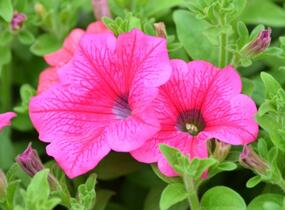 Petúnie, surfínie 'Hot Pink' - Petunia hybrida Surfinia 'Hot Pink'