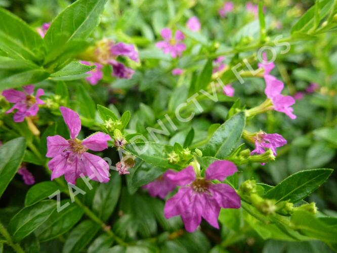 Hlazenec ohnivý 'Lila' - Cuphea hyssopifolia 'Lila'