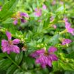 Hlazenec ohnivý 'Lila' - Cuphea hyssopifolia 'Lila'