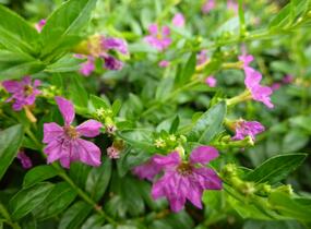Hlazenec ohnivý 'Lila' - Cuphea hyssopifolia 'Lila'