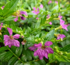 Hlazenec ohnivý 'Lila' - Cuphea hyssopifolia 'Lila'