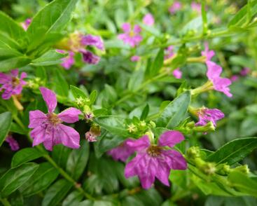 Hlazenec ohnivý 'Lila'