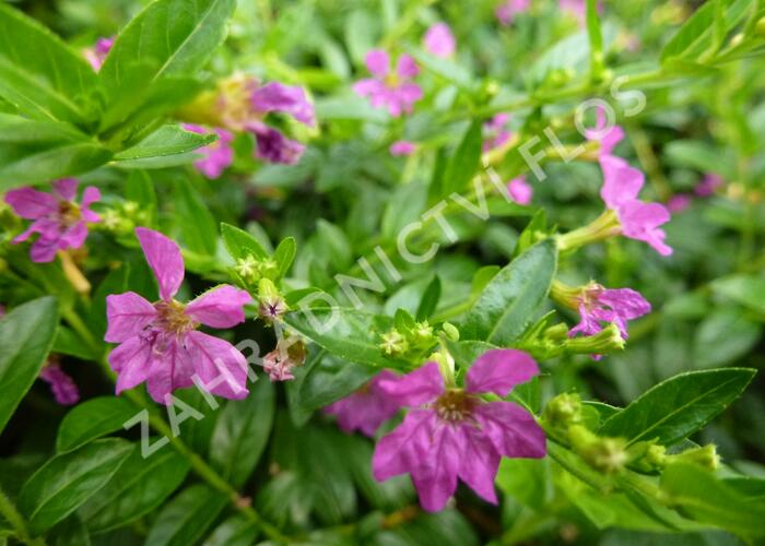Kufea, hlazenec ohnivý 'Lila' - Cuphea hyssopifolia 'Lila'