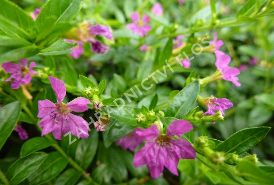 Hlazenec ohnivý 'Lila' - Cuphea hyssopifolia 'Lila'