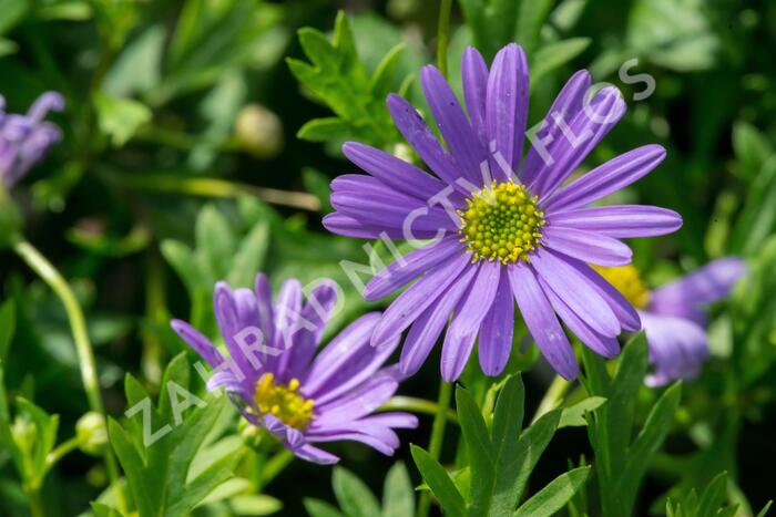 Všelicha, brachykome 'Brasco Violet' - Brachyscome multifida 'Brasco Violet'