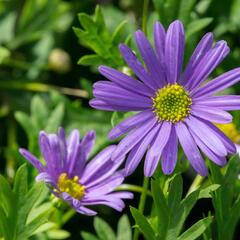 Všelicha, brachykome 'Brasco Violet' - Brachyscome multifida 'Brasco Violet'