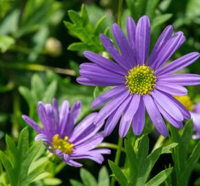 Všelicha, brachykome 'Brasco Violet' - Brachyscome multifida 'Brasco Violet'