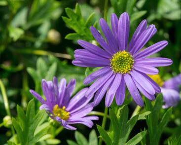Všelicha, brachykome 'Brasco Violet'