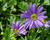 Všelicha, brachykome 'Brasco Violet'
