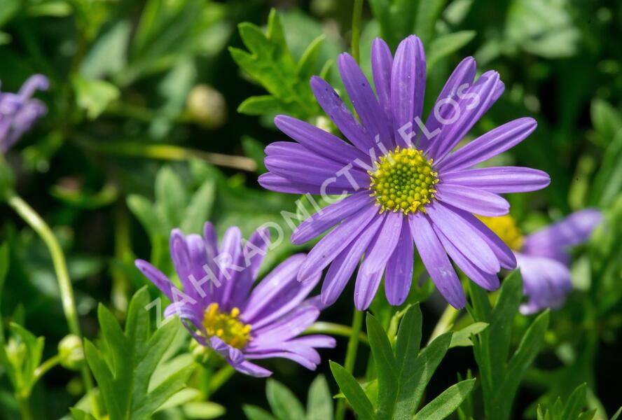 Všelicha, brachykome 'Brasco Violet' - Brachyscome multifida 'Brasco Violet'