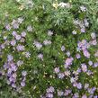 Všelicha, brachykome 'Brasco Violet' - Brachyscome multifida 'Brasco Violet'
