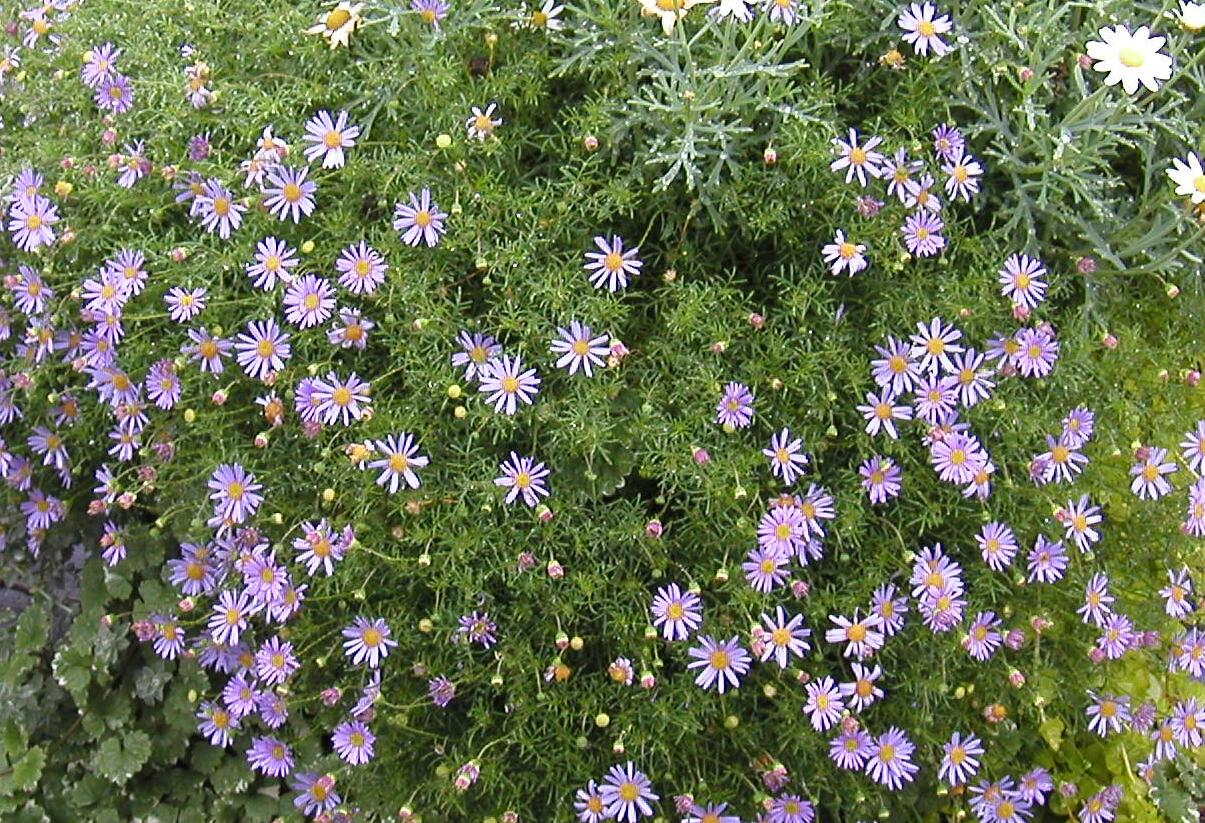 Všelicha, brachykome 'Brasco Violet' - Brachyscome multifida 'Brasco Violet'