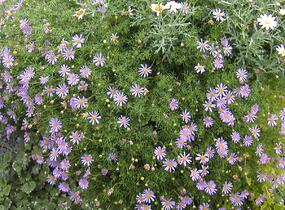 Všelicha, brachykome 'Brasco Violet' - Brachyscome multifida 'Brasco Violet'