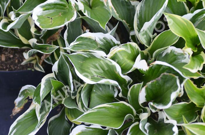 Bohyška 'Karin' - Hosta 'Karin'