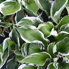 Bohyška 'Karin' - Hosta 'Karin'