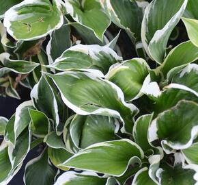 Bohyška 'Karin' - Hosta 'Karin'