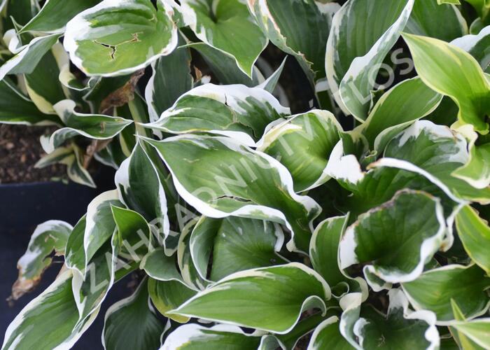 Bohyška 'Karin' - Hosta 'Karin'