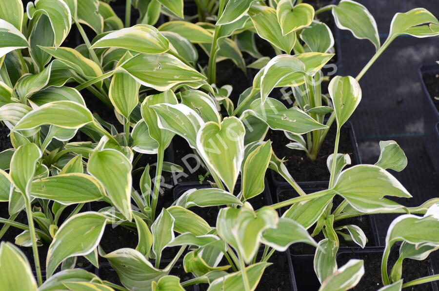 Bohyška 'Fragrant Dream' - Hosta 'Fragrant Dream'