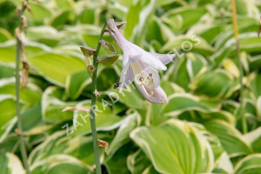 Bohyška 'Fragrant Dream' - Hosta 'Fragrant Dream'