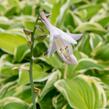 Bohyška 'Fragrant Dream' - Hosta 'Fragrant Dream'