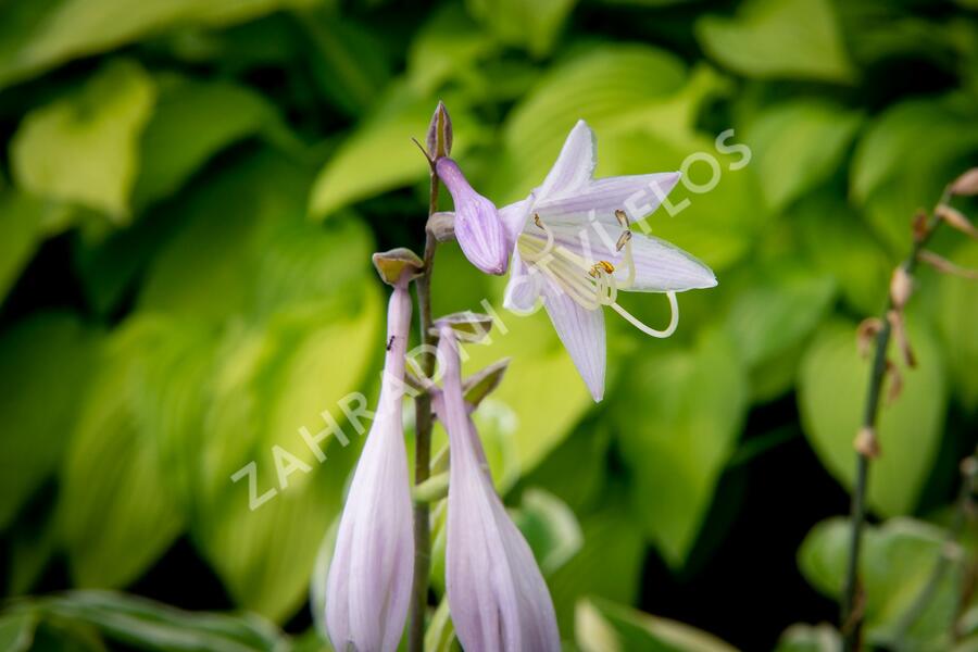 Bohyška 'Fragrant Dream' - Hosta 'Fragrant Dream'