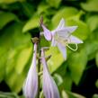 Bohyška 'Fragrant Dream' - Hosta 'Fragrant Dream'