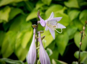 Bohyška 'Fragrant Dream' - Hosta 'Fragrant Dream'