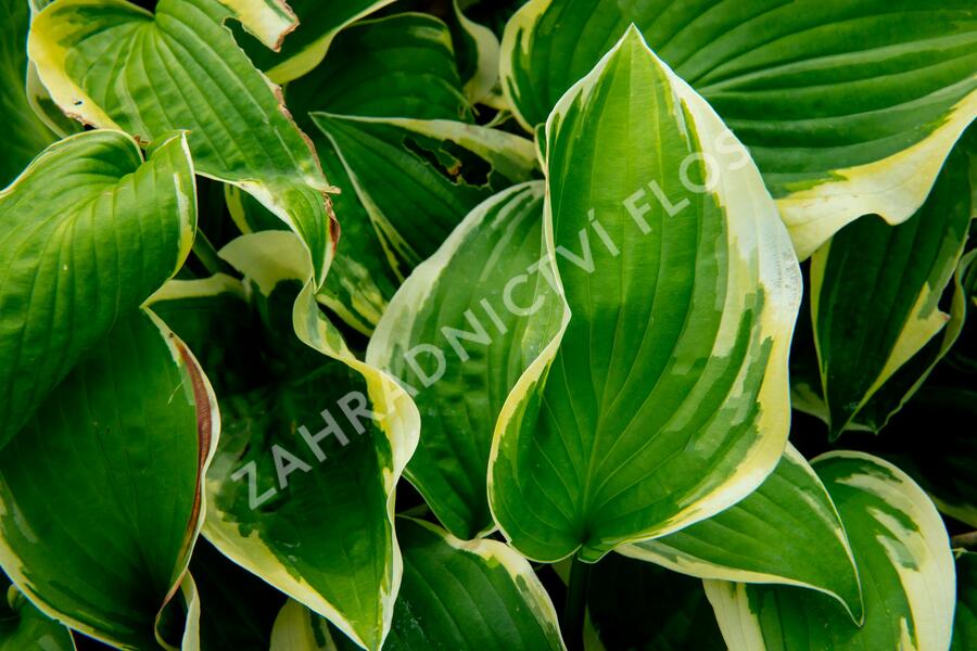 Bohyška 'Fragrant Dream' - Hosta 'Fragrant Dream'